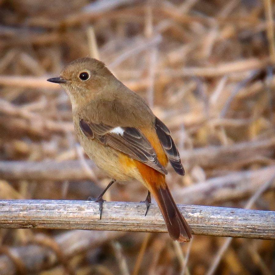 Daurian Redstart Photo by Kevin Moore