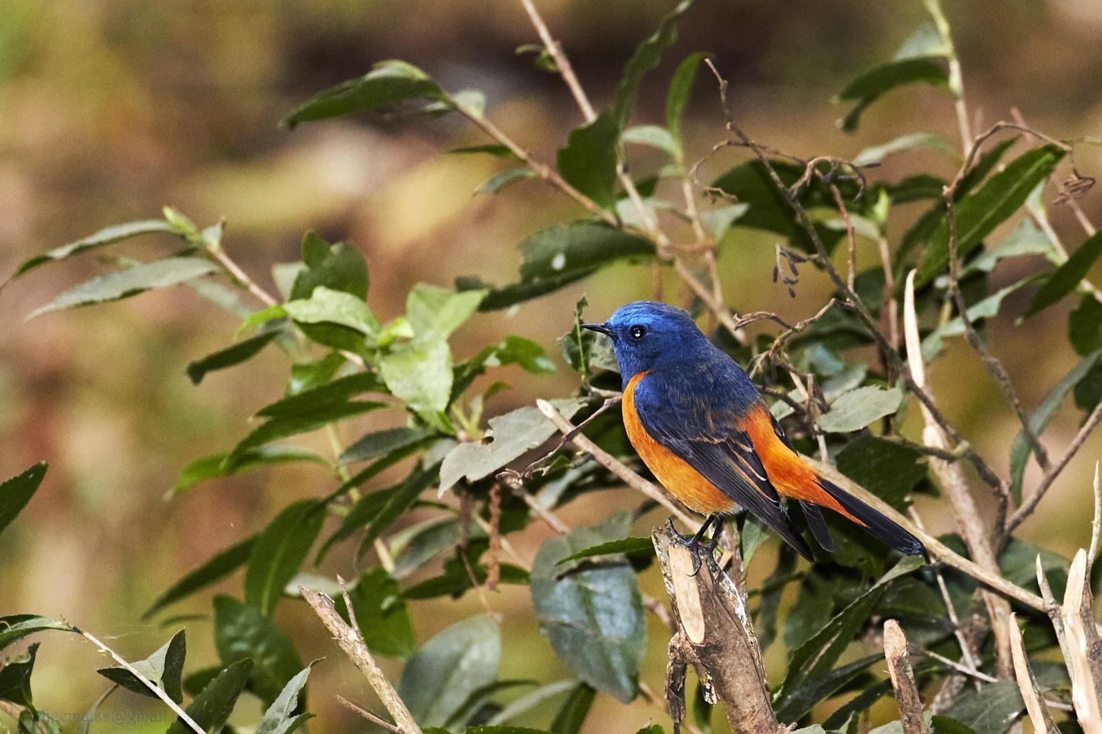 Blue-fronted Redstart Photo by Simepreet Cheema
