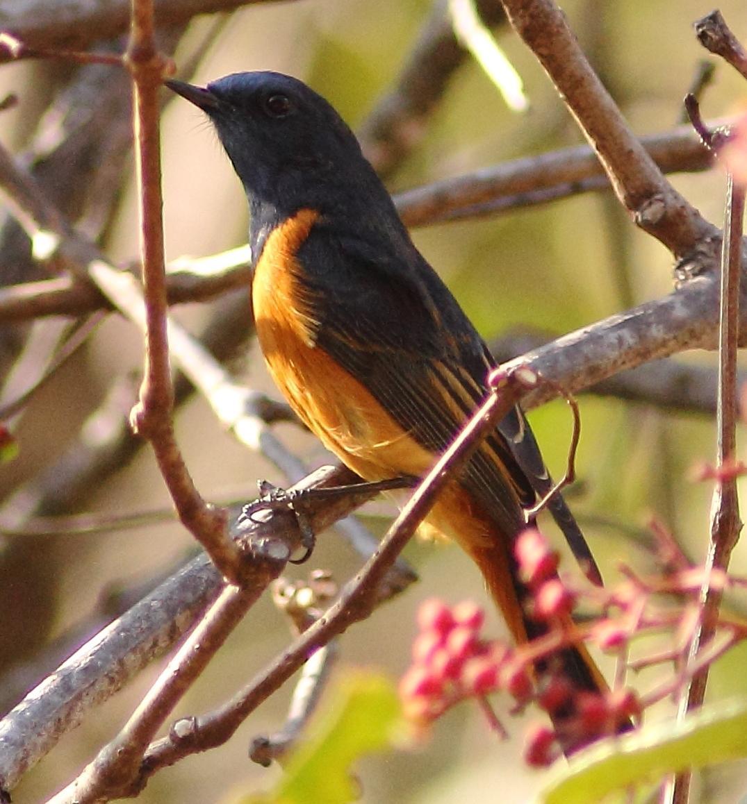 Blue-fronted Redstart Photo by Lee Harding