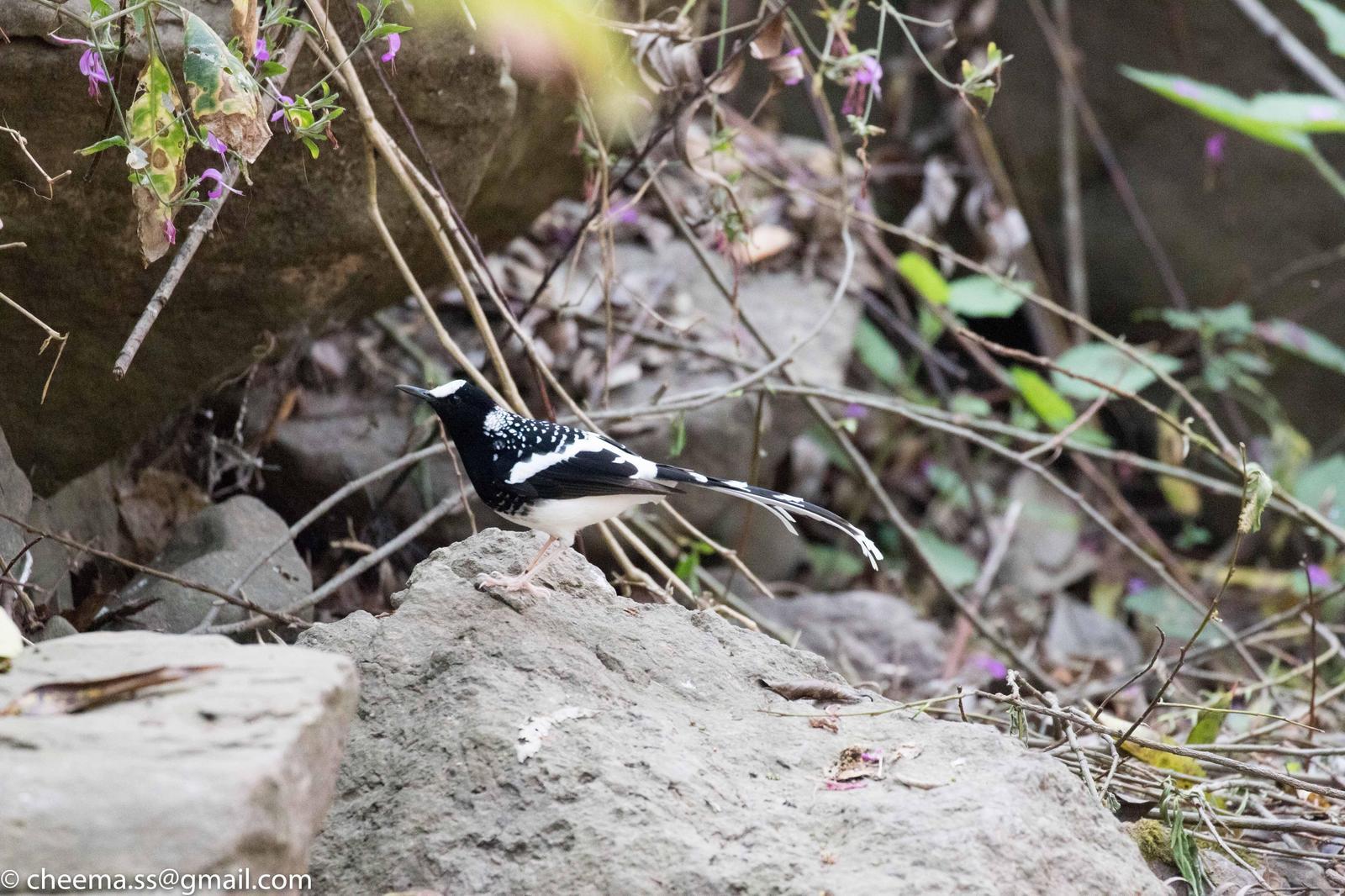 Spotted Forktail Photo by Simepreet Cheema