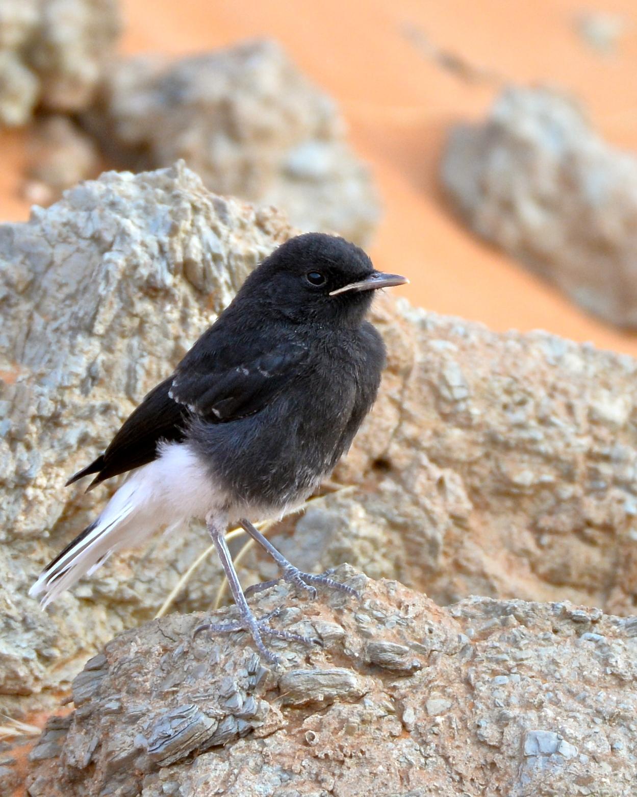 White-crowned Wheatear Photo by Gerald Friesen