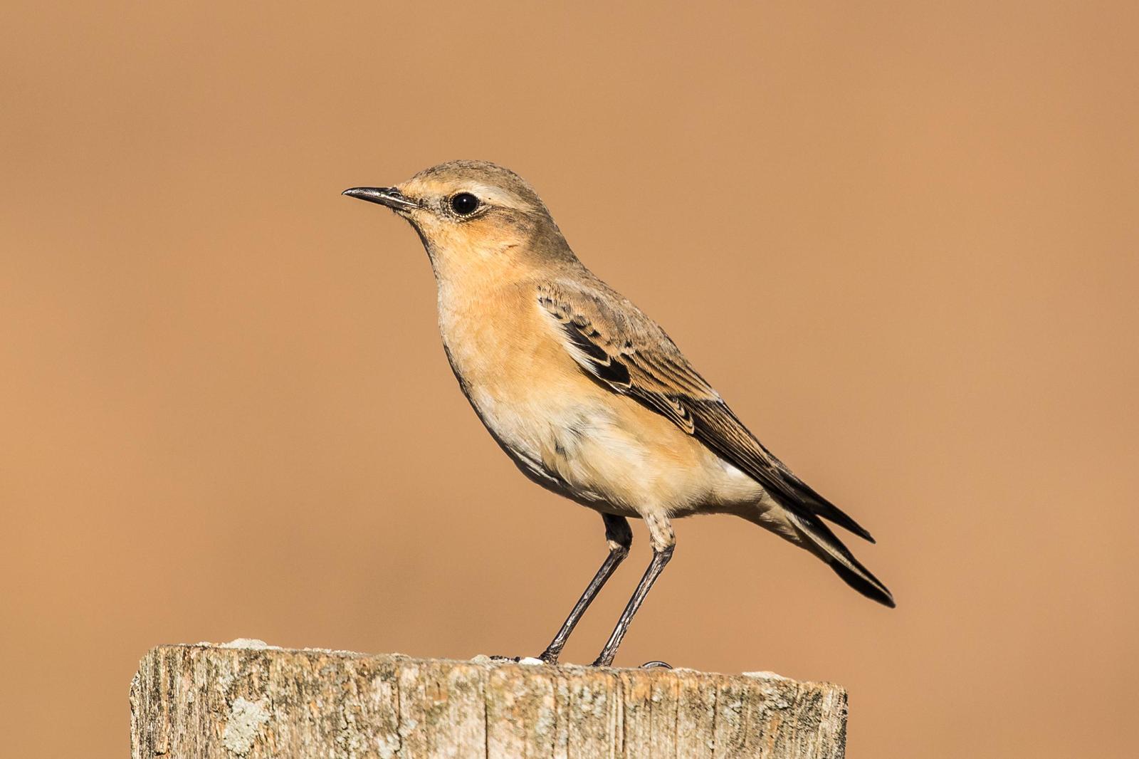 Northern Wheatear Photo by Terry Campbell