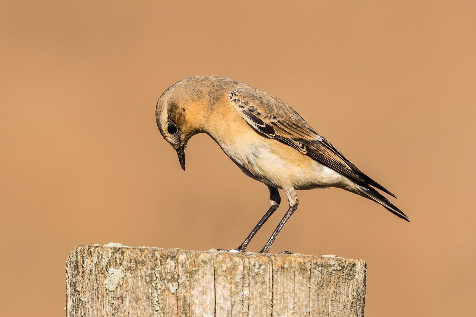 Northern Wheatear Photo by Terry Campbell