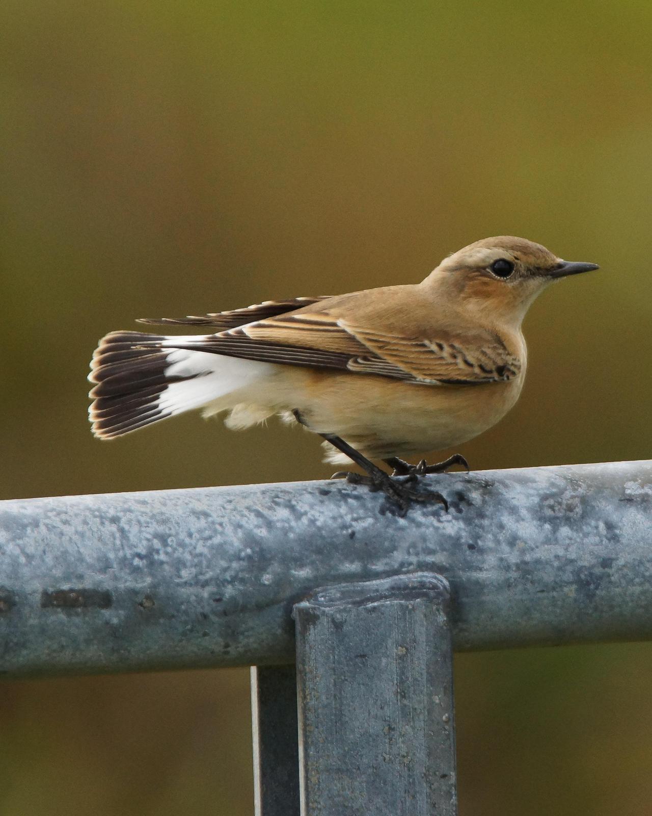 Northern Wheatear (Greenland) Photo by Steve Percival