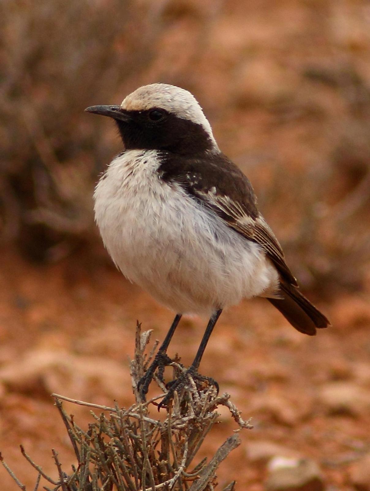 Red-rumped Wheatear Photo by Lee Harding