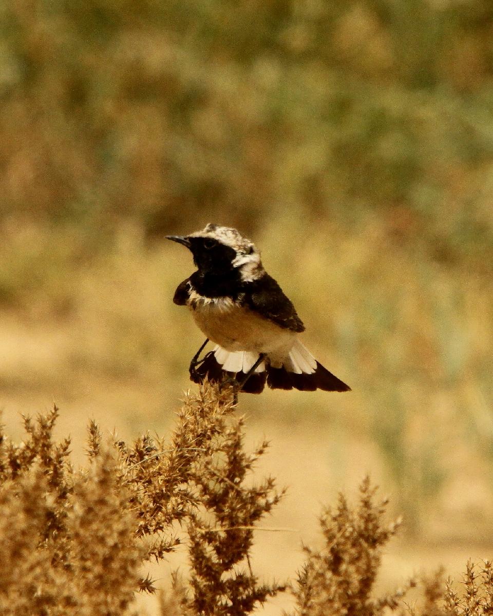 Pied Wheatear Photo by Chris Lansdell