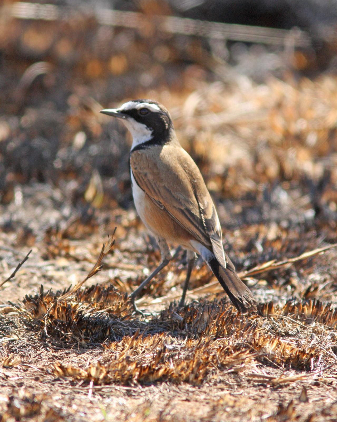 Capped Wheatear Photo by Henk Baptist