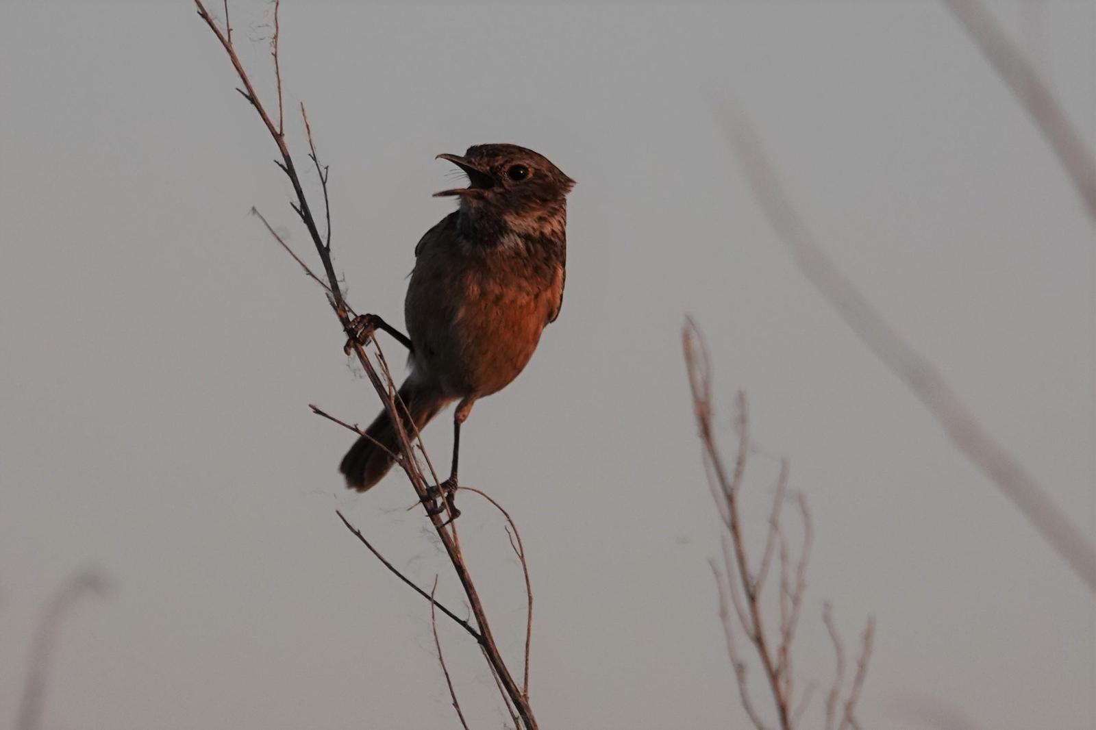 European Stonechat Photo by Bonnie Clarfield-Bylin