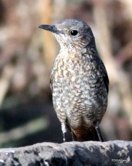 Little Rock-Thrush Photo by Frank Gilliland