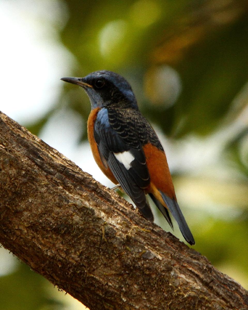 Blue-capped Rock-Thrush Photo by Chris Lansdell