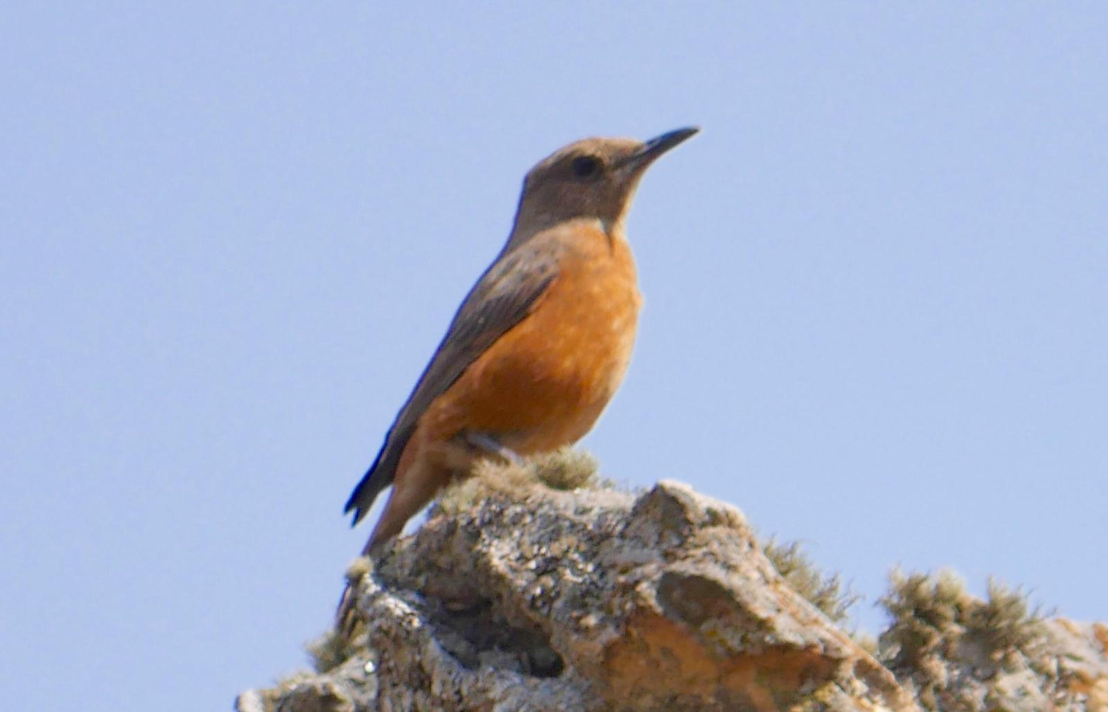Cape Rock-Thrush Photo by Peter Lowe