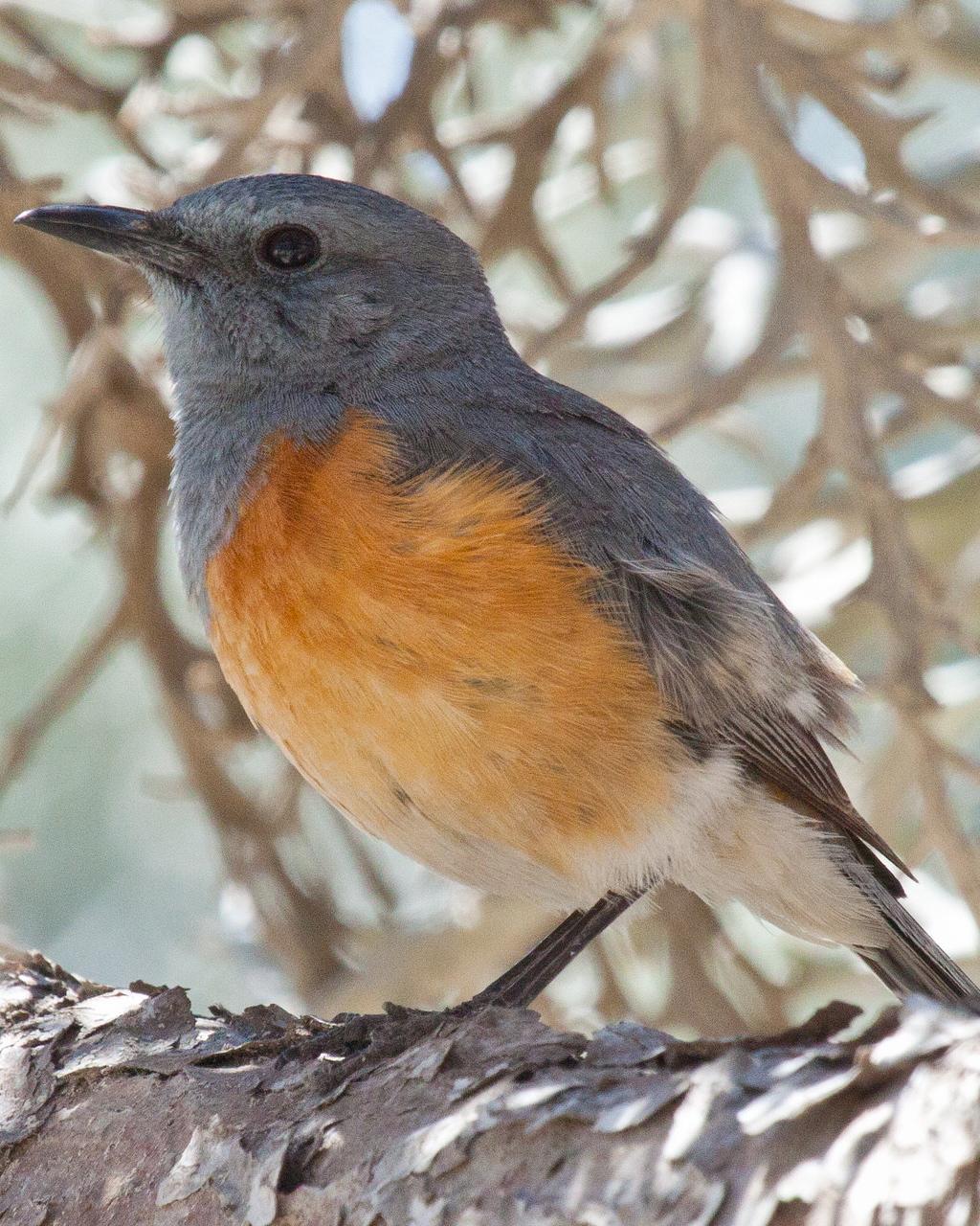 Littoral Rock-Thrush Photo by Sue Wright
