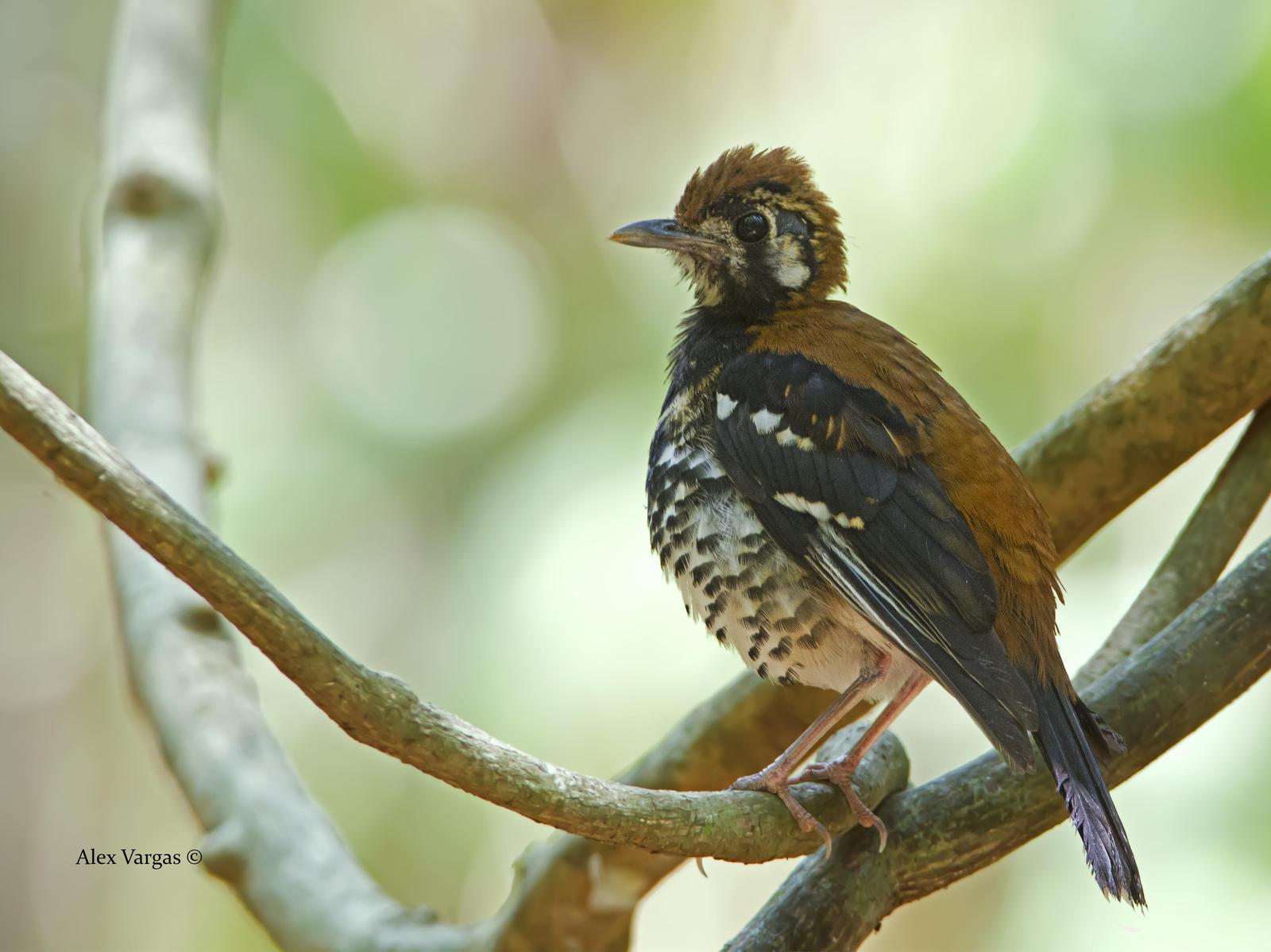 Rusty-backed Thrush Photo by Alex Vargas