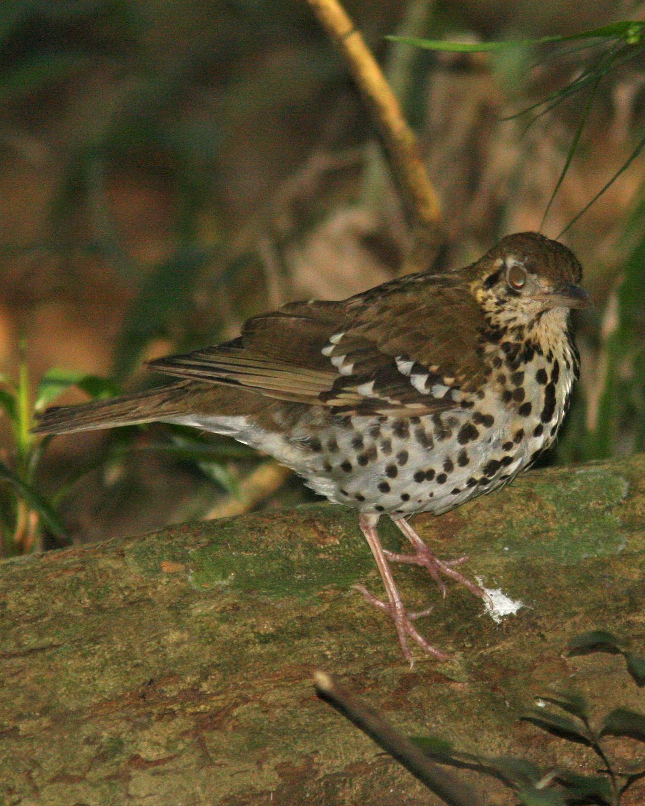 Spotted Ground-Thrush Photo by Henk Baptist
