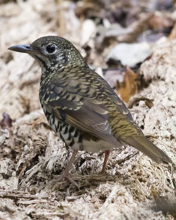Russet-tailed Thrush Photo by Mat Gilfedder