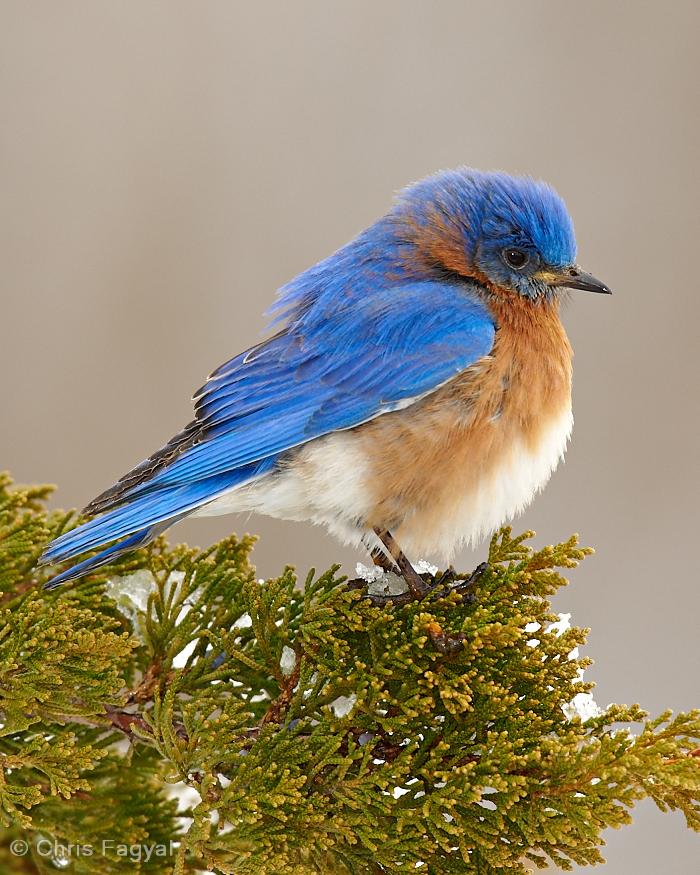 Eastern Bluebird Photo by Chris Fagyal