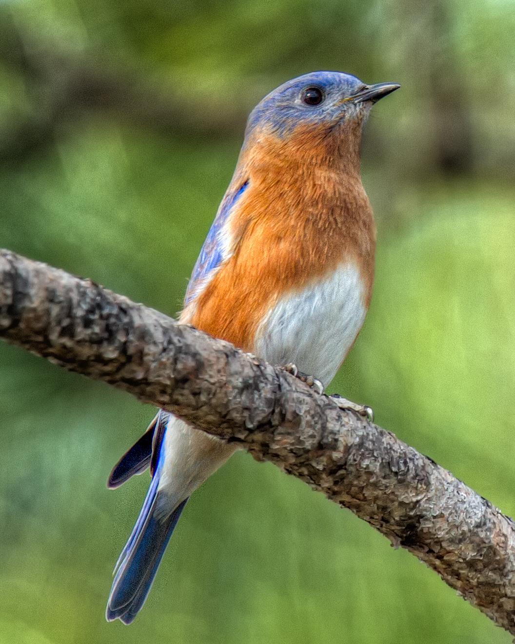 Eastern Bluebird Photo by JC Knoll