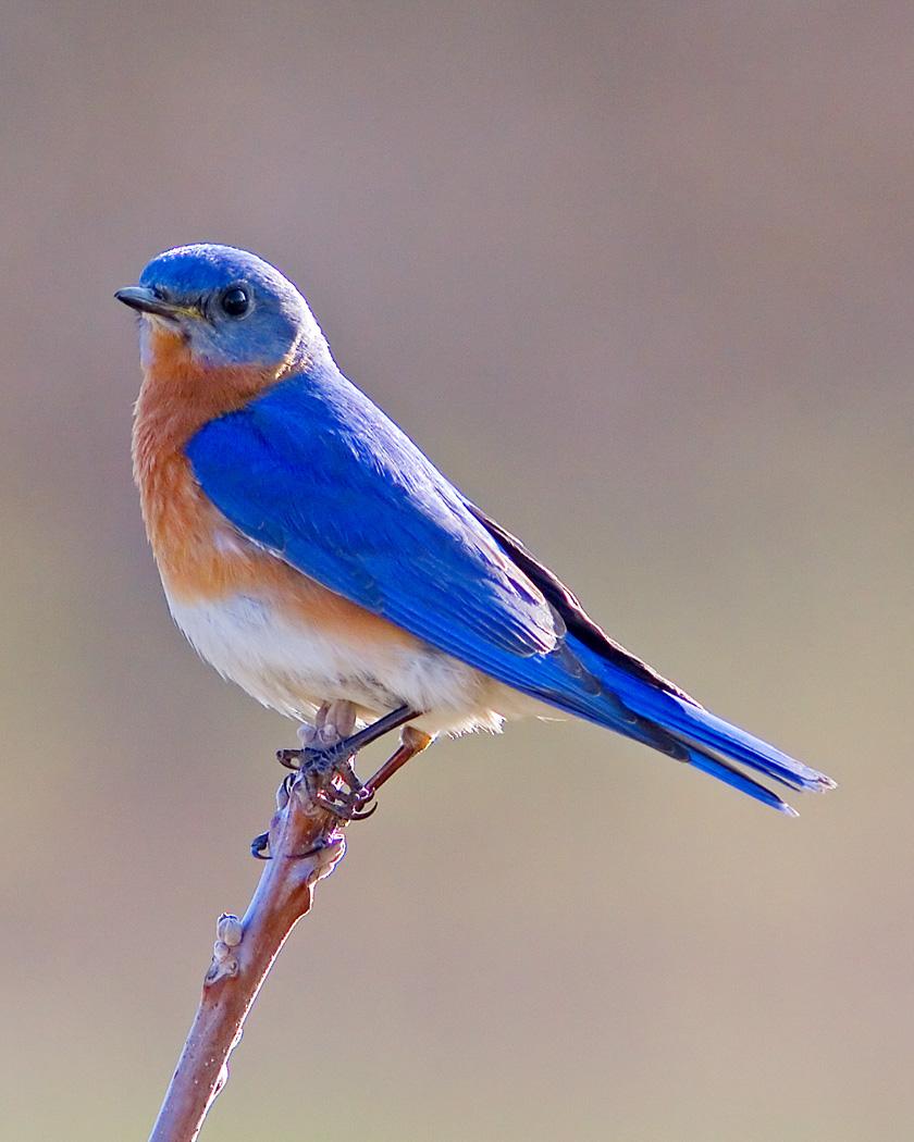 Eastern Bluebird Photo by Josh Haas