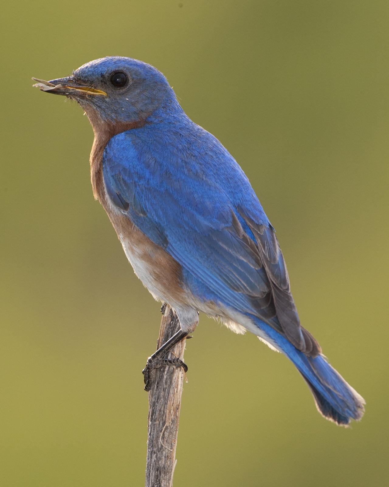 Eastern Bluebird Photo by Jeff Moore
