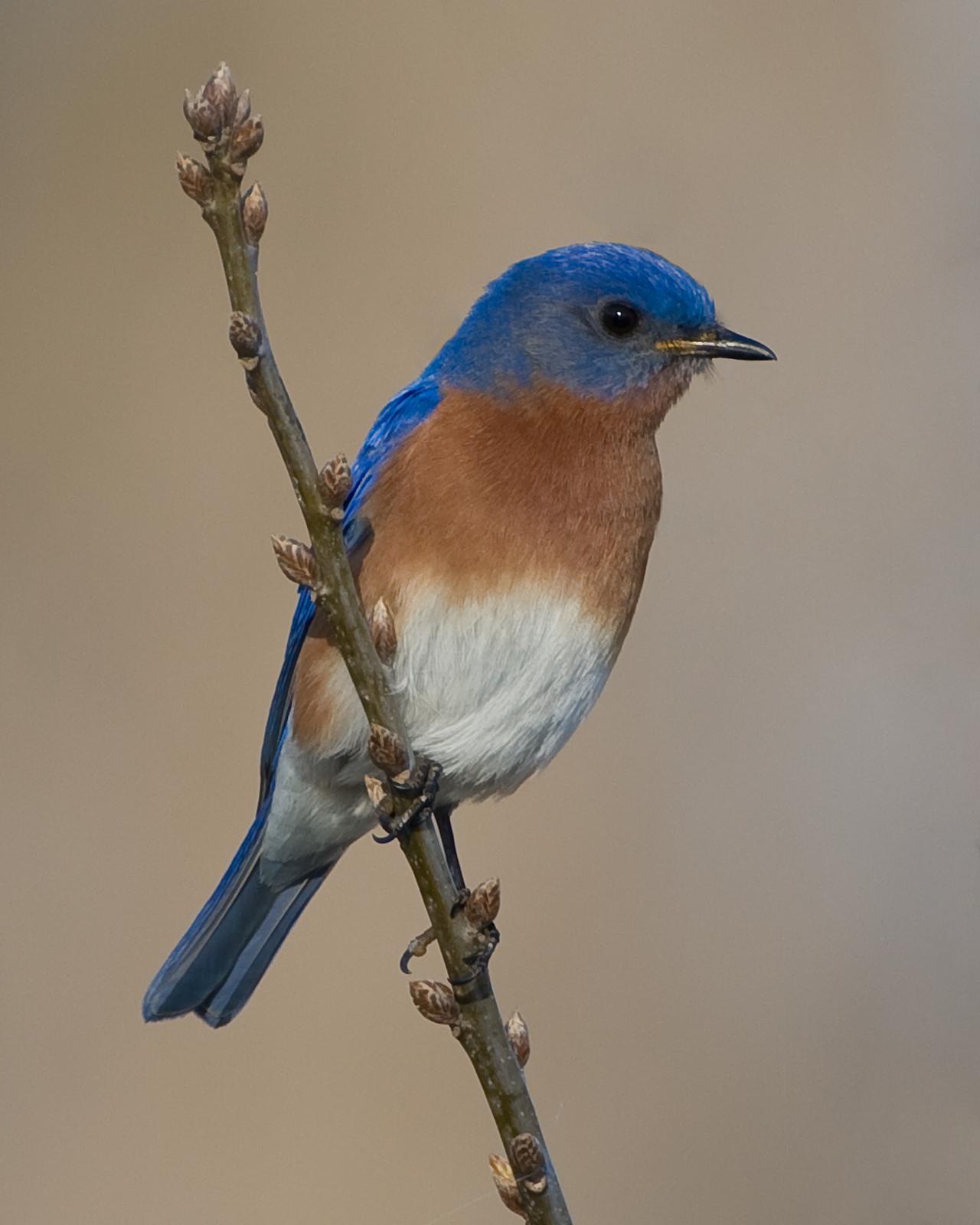 Eastern Bluebird Photo by Bill Adams