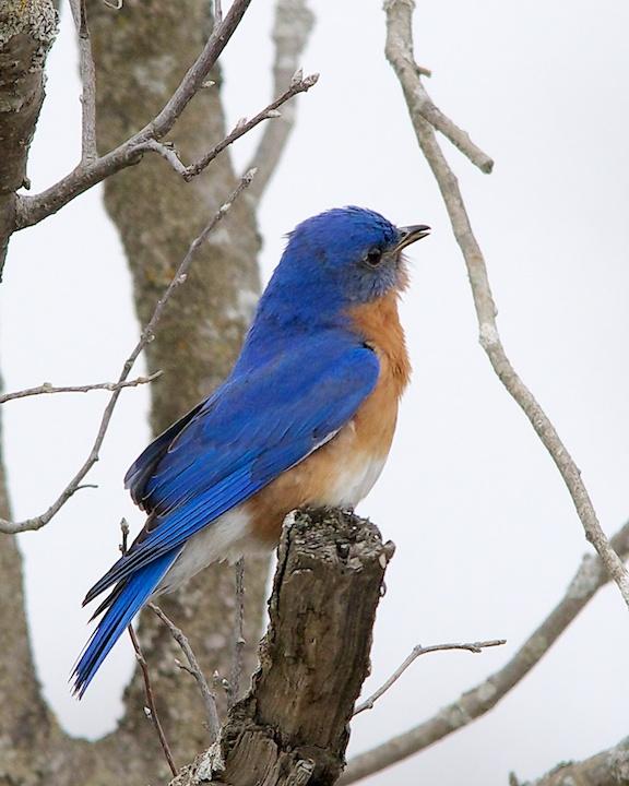 Eastern Bluebird Photo by Denis Rivard