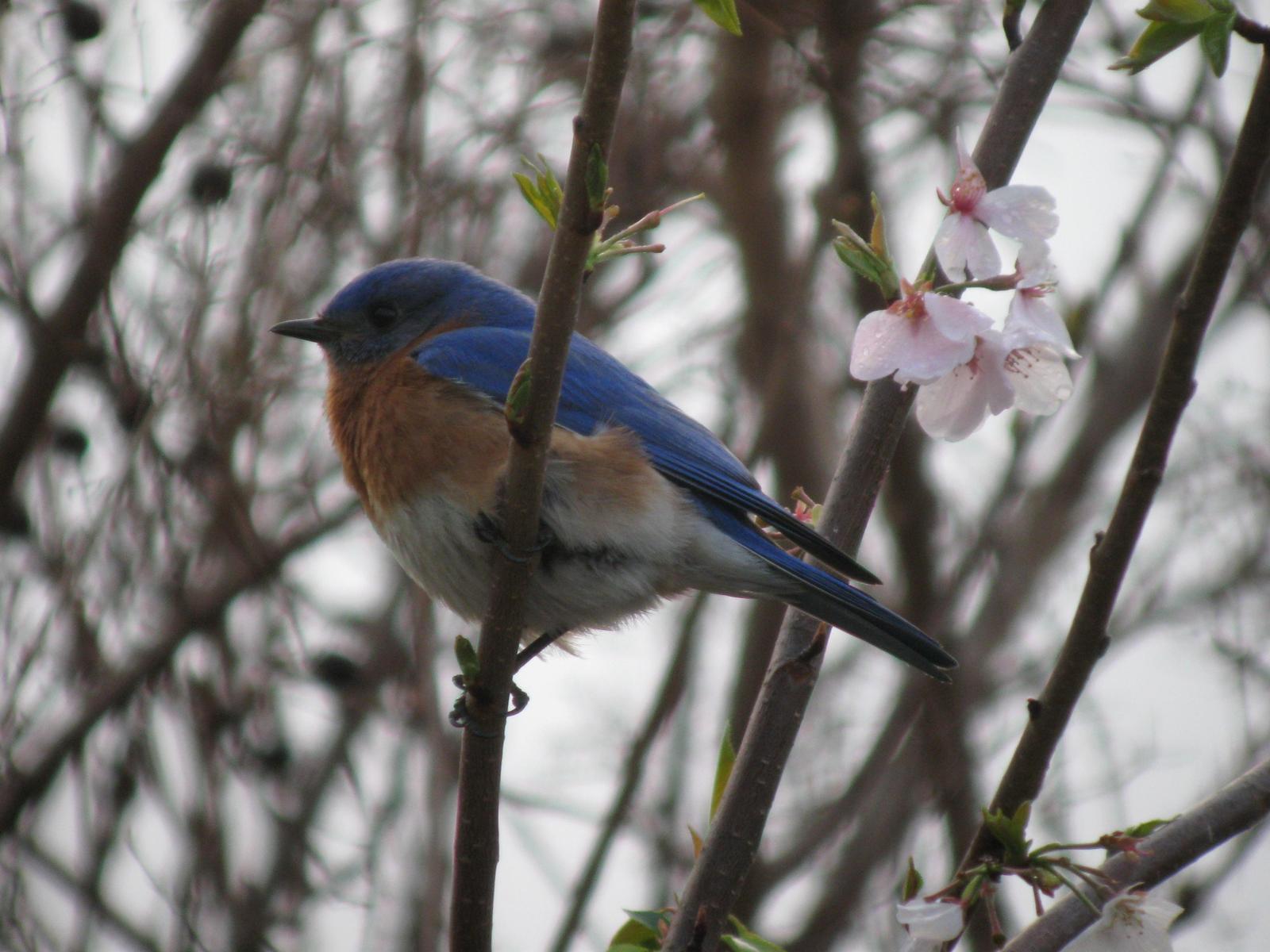 Eastern Bluebird Photo by Melinda Calabrese