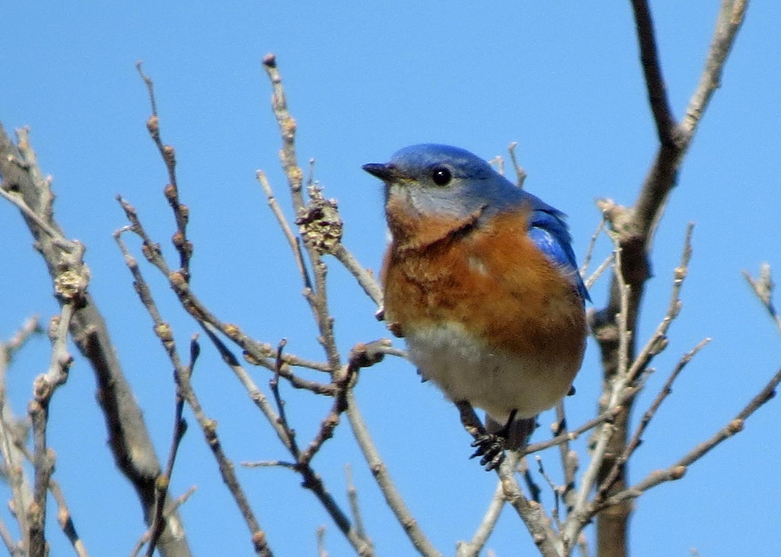 Eastern Bluebird Photo by Kelly Preheim