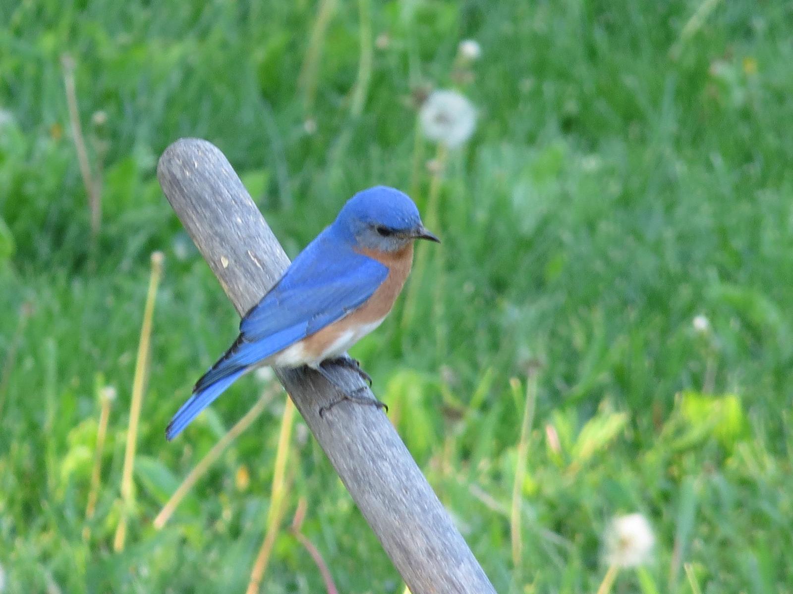 Eastern Bluebird Photo by Sandie Myers