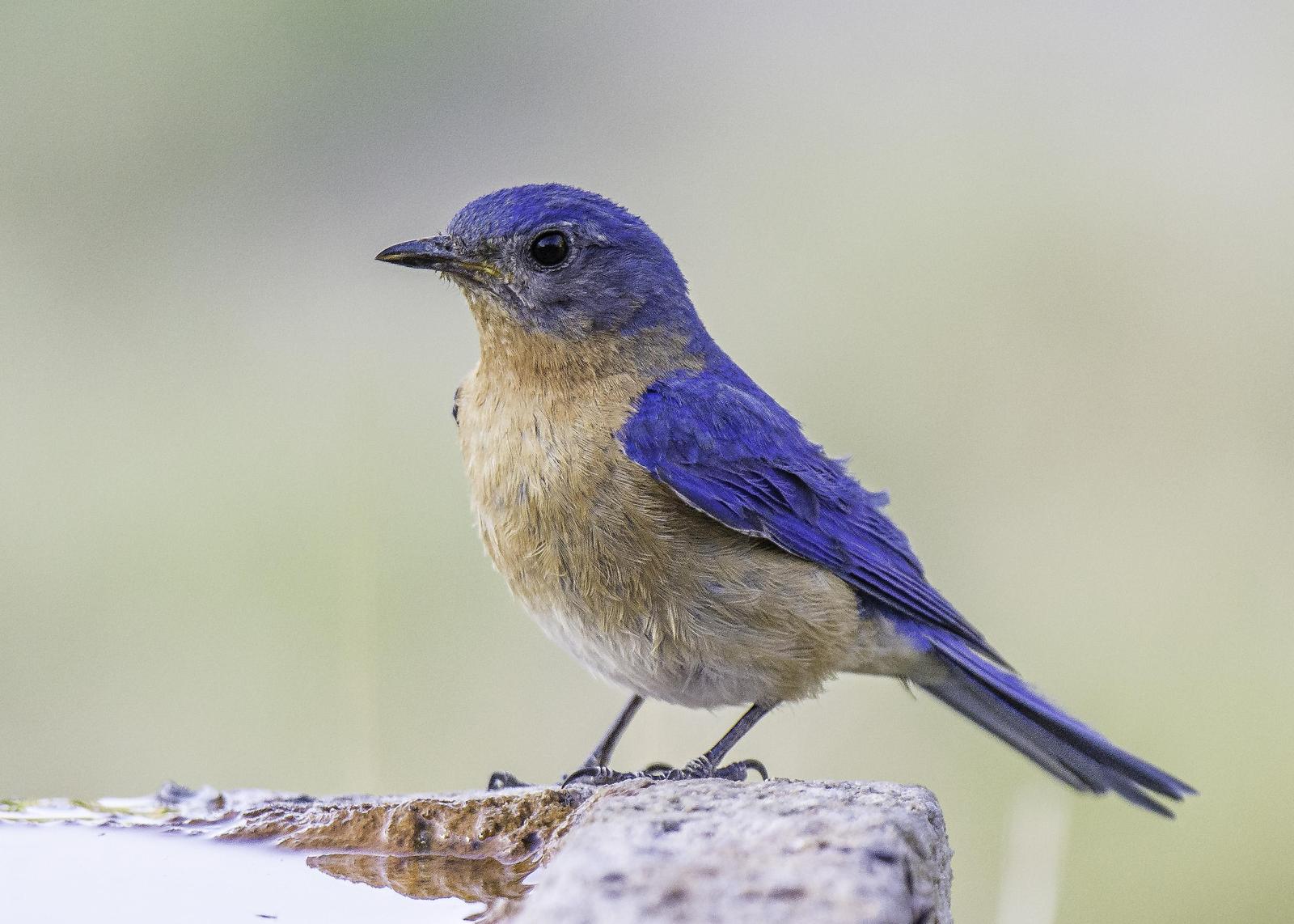 Eastern Bluebird Photo by Mason Rose
