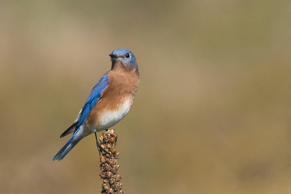 Eastern Bluebird Photo by Gerald Hoekstra
