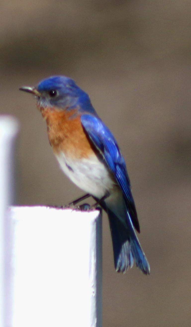 Eastern Bluebird Photo by Terry Campbell
