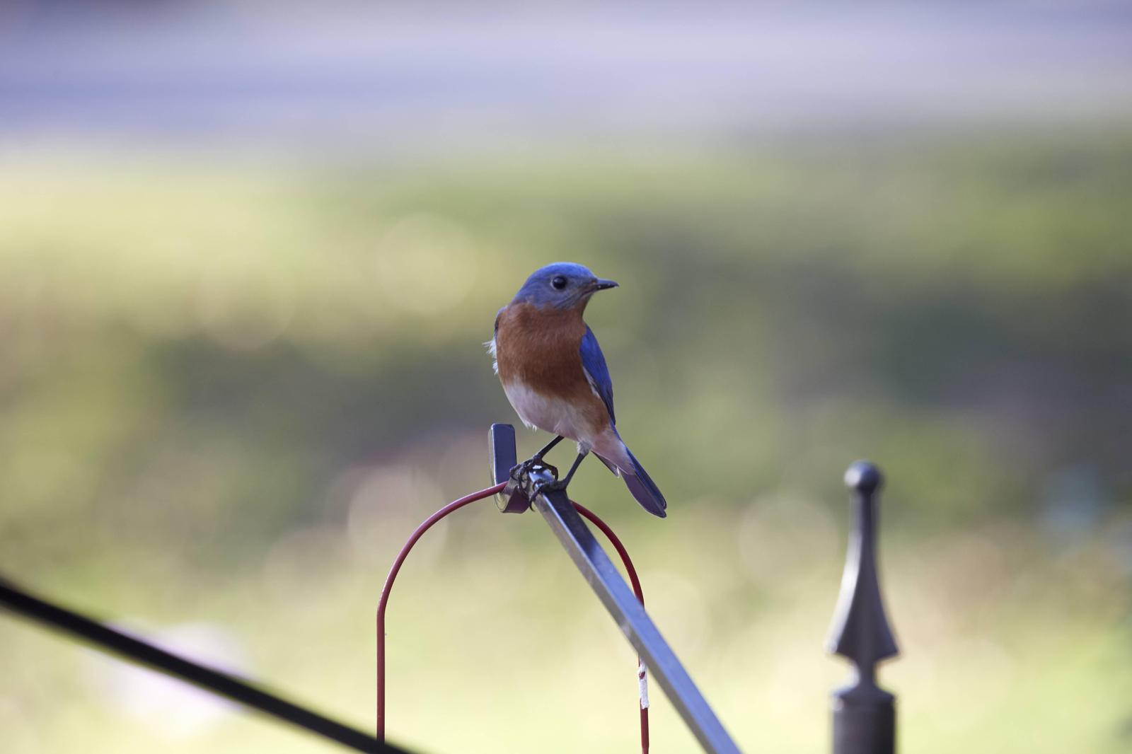 Eastern Bluebird Photo by Eric Eisenstadt