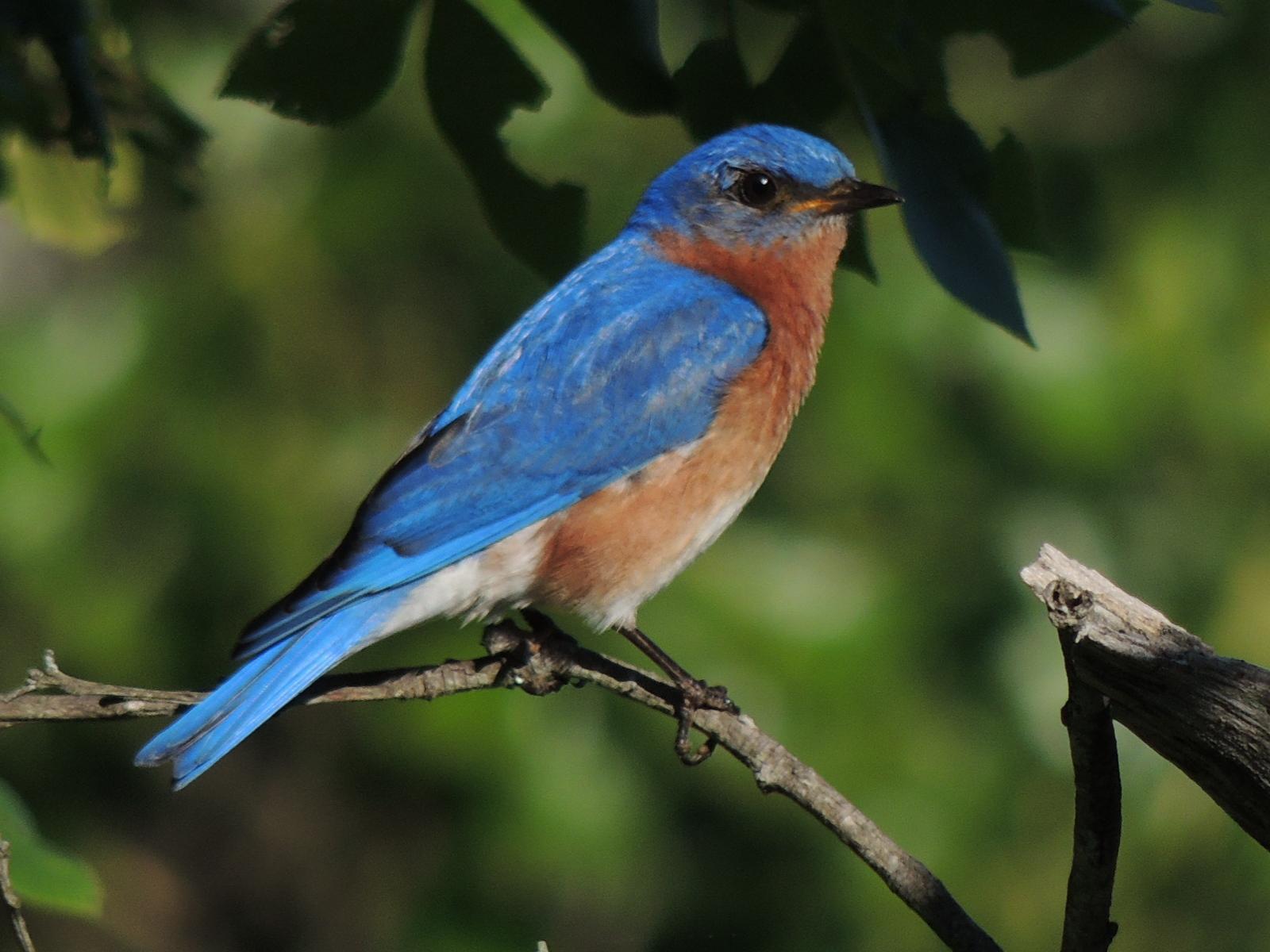 Eastern Bluebird Photo by Tony Heindel