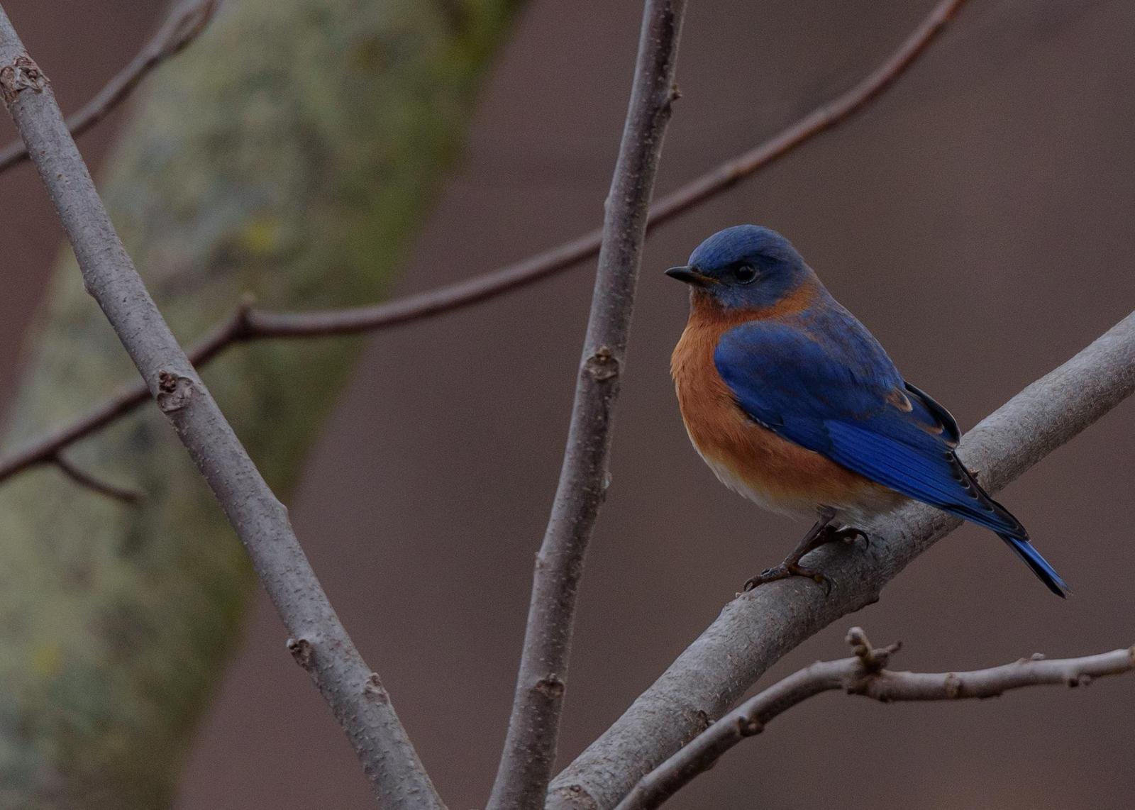 Eastern Bluebird Photo by Keshava Mysore