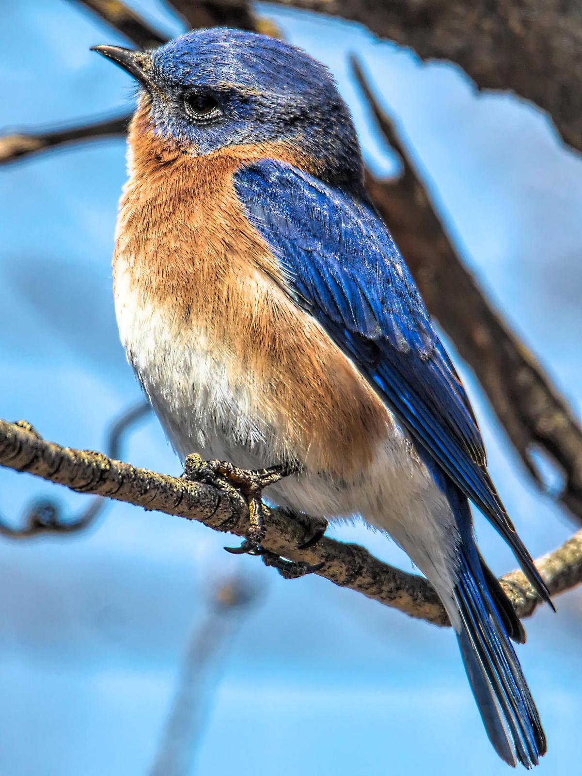 Eastern Bluebird Photo by Dan Tallman