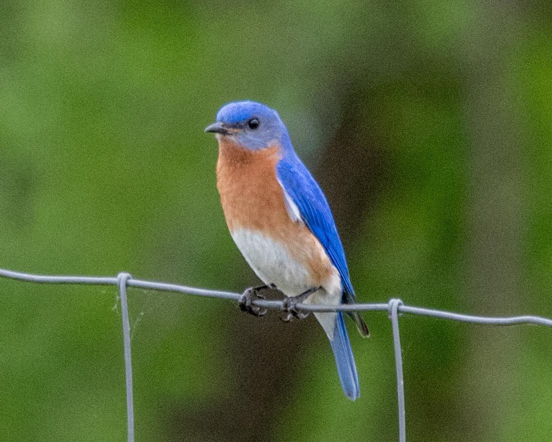 Eastern Bluebird Photo by Mark Baldwin