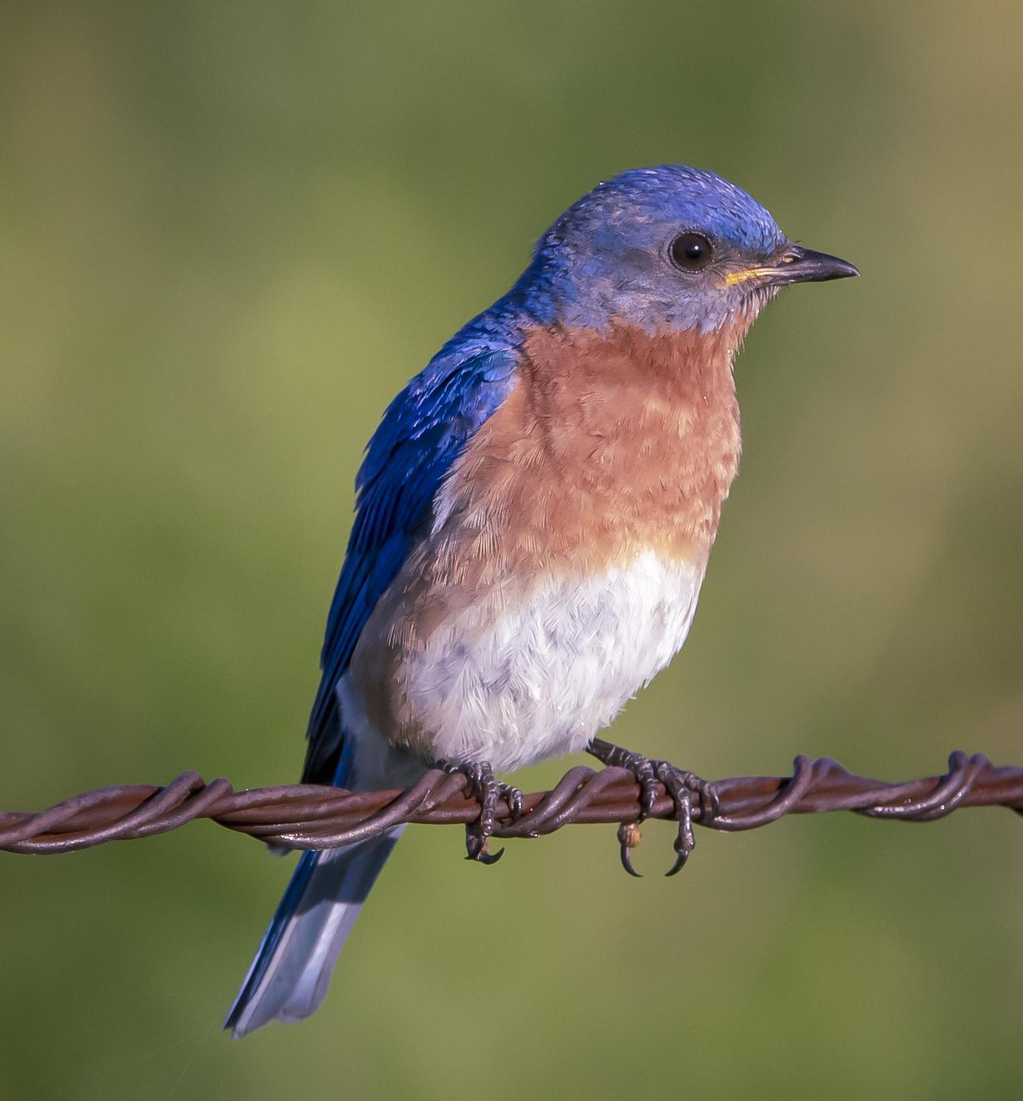 Eastern Bluebird Photo by Tom Gannon