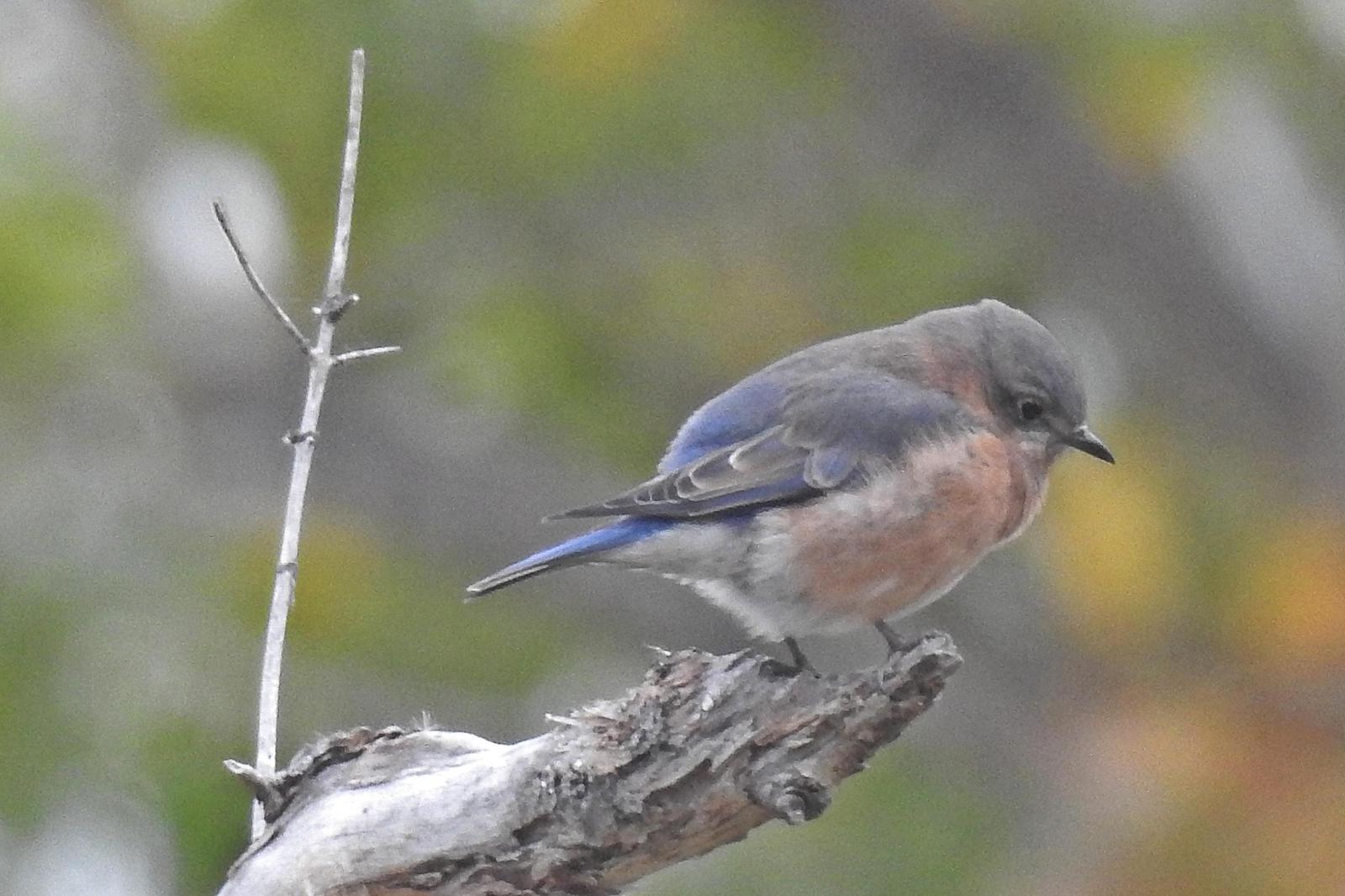 Eastern Bluebird Photo by Enid Bachman