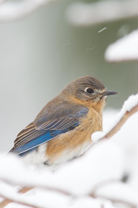 Eastern Bluebird Photo by David Kilpatrick