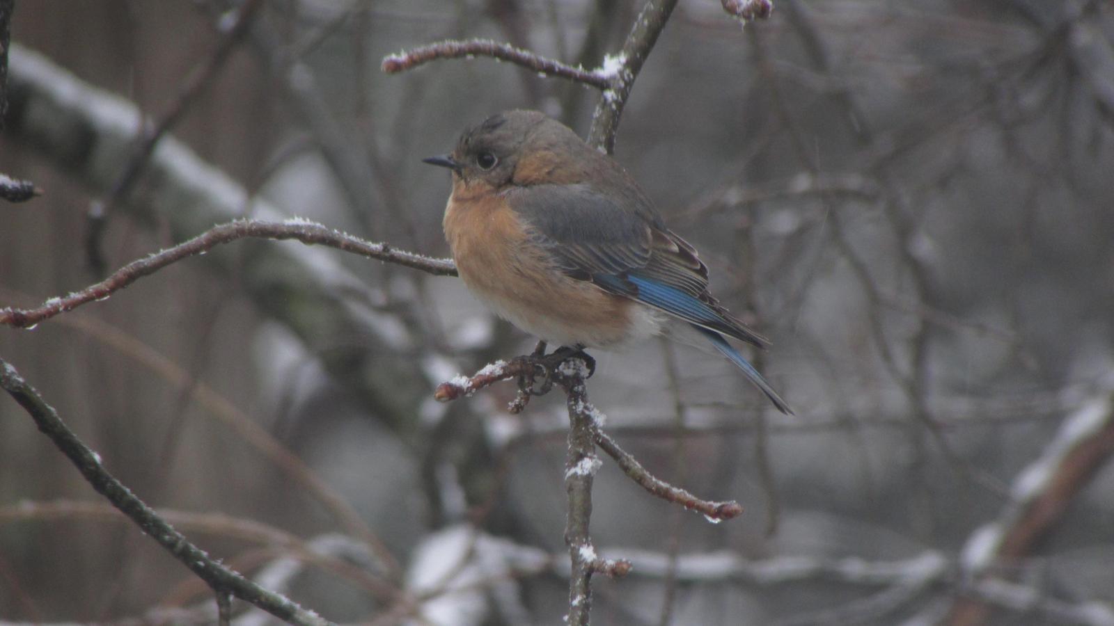 Eastern Bluebird Photo by Michelle Malaski