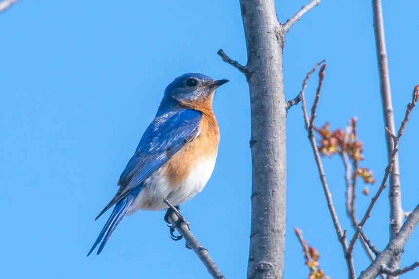 Eastern Bluebird Photo by Gerald Hoekstra