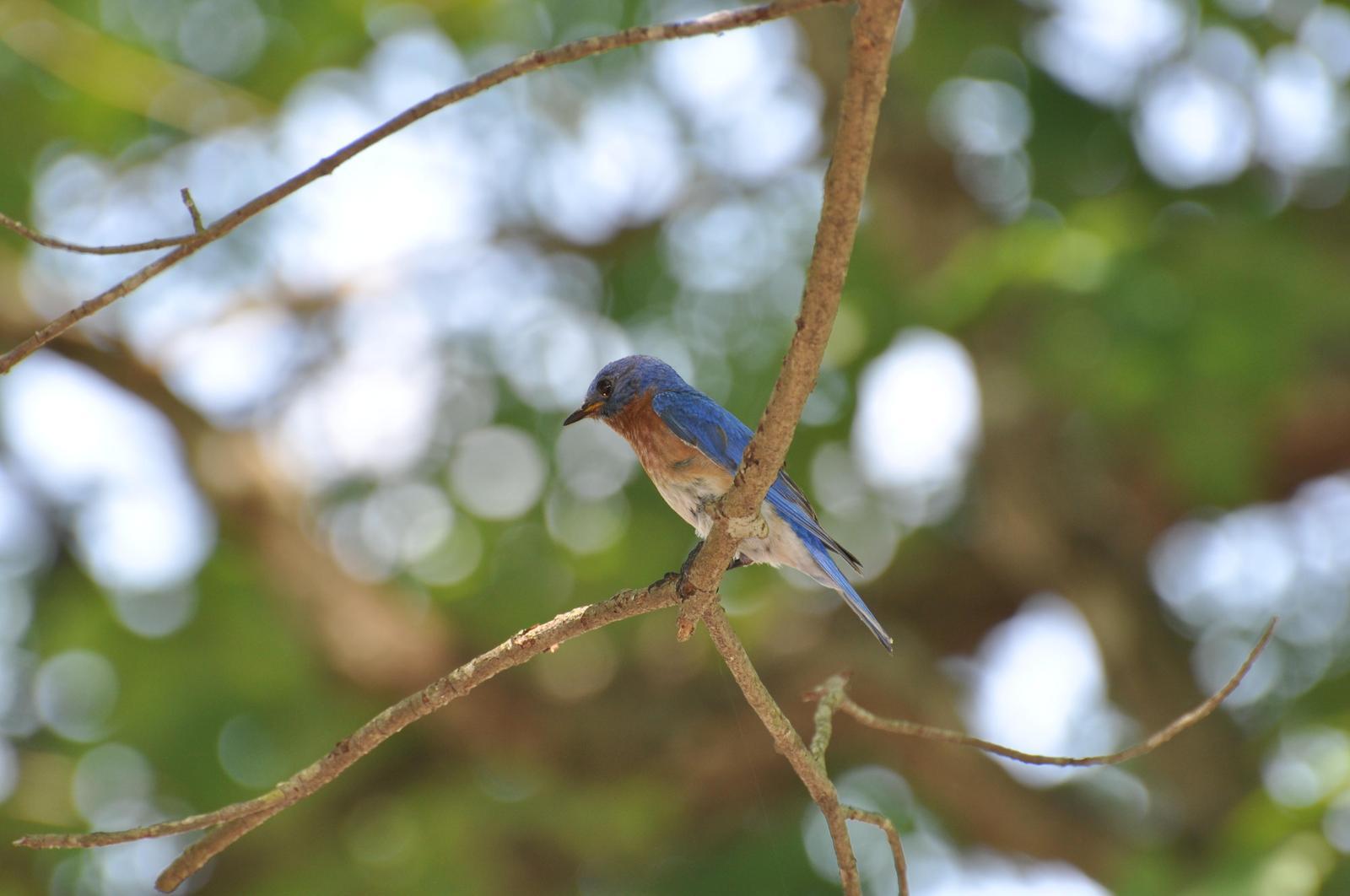 Eastern Bluebird Photo by Ashley Grubstein