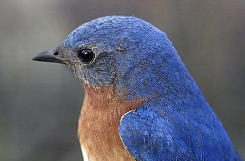 Eastern Bluebird (Eastern) Photo by Dan Tallman
