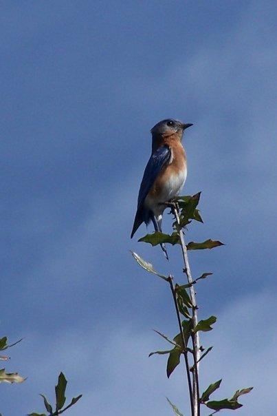 Eastern Bluebird (Eastern) Photo by Mike Ballentine