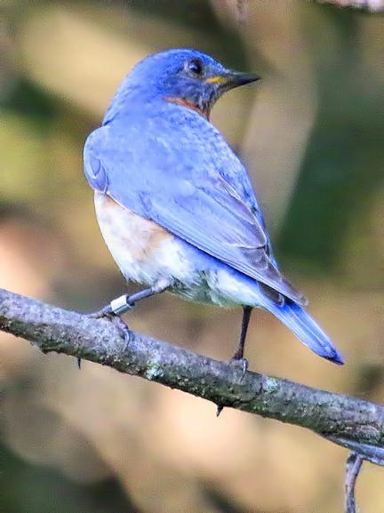 Eastern Bluebird (Eastern) Photo by Dan Tallman