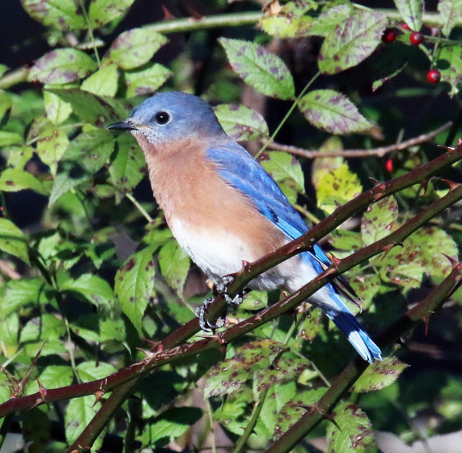 Eastern Bluebird (Eastern) Photo by William Liljeroos
