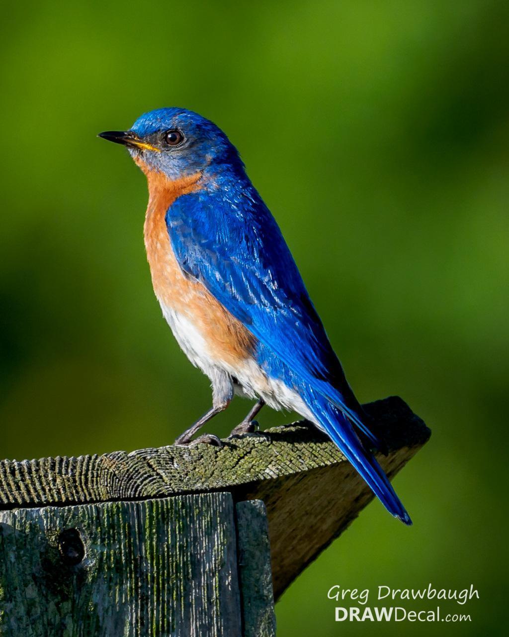 Eastern Bluebird (Eastern) Photo by Greg Drawbaugh
