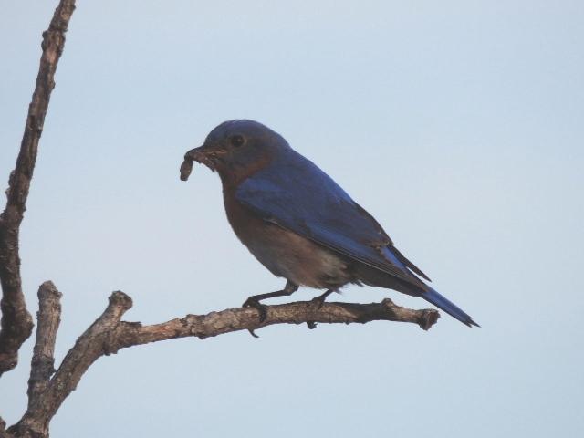 Eastern Bluebird (Eastern) Photo by Tony Heindel