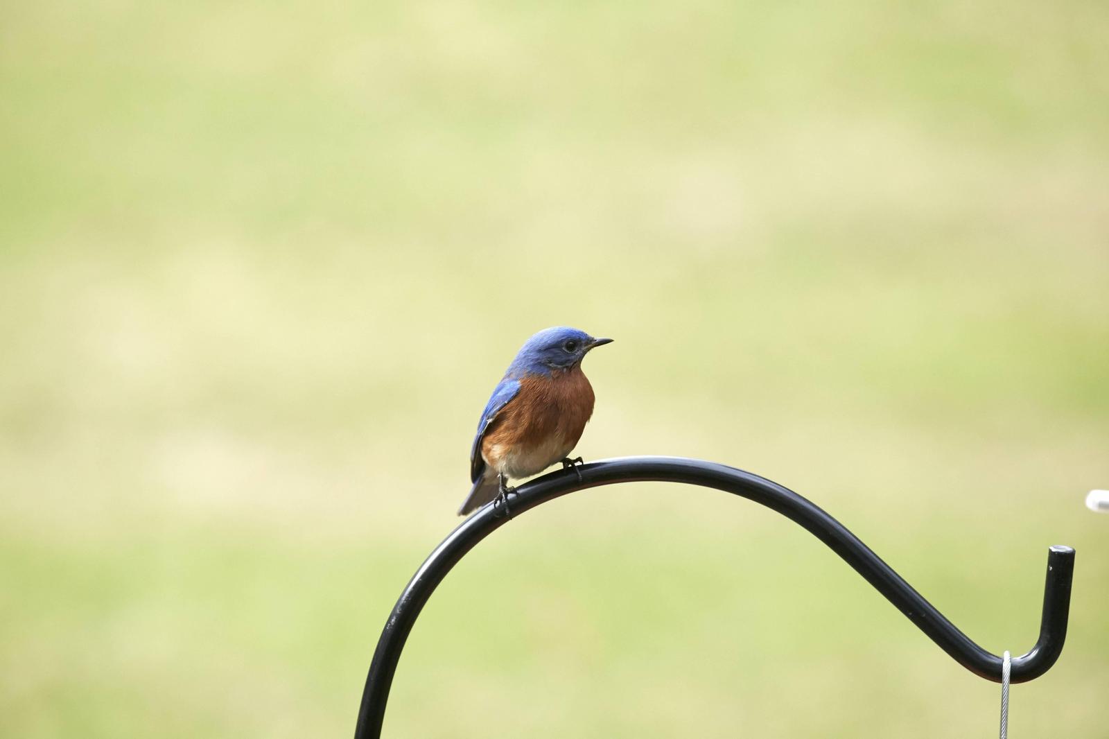 Eastern Bluebird (Eastern) Photo by Eric Eisenstadt