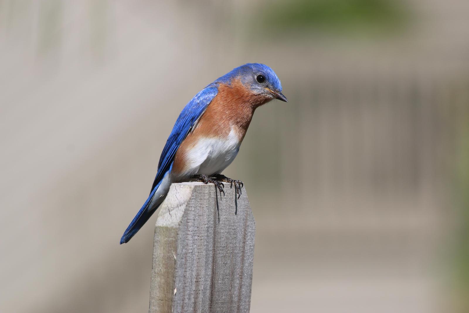 Eastern Bluebird (Eastern) Photo by Peter Bergeson
